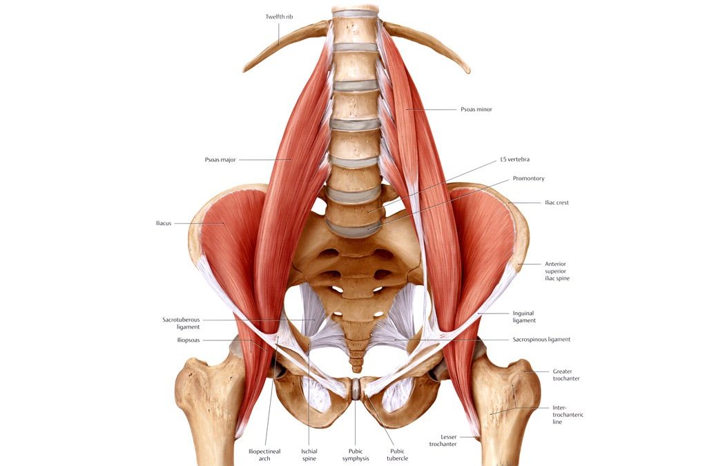 A HugeStorehouse of Body Stress – The Psoas – Storing Stress From Birth!