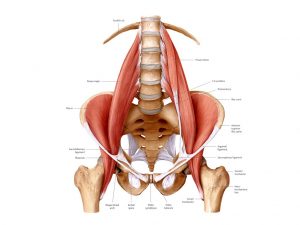 A HugeStorehouse of Body Stress – The Psoas – Storing Stress From Birth!